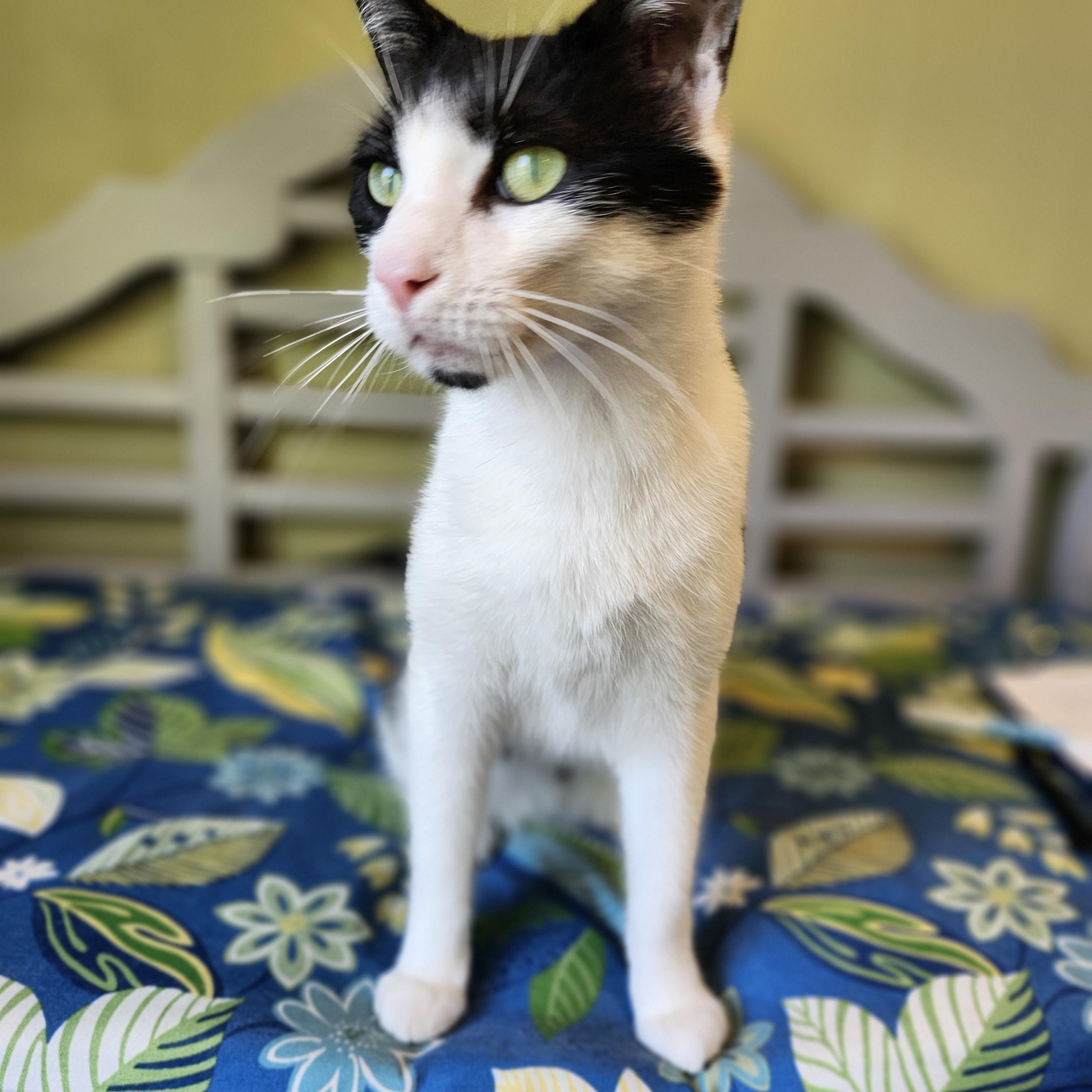 Enlarge Slim, a Adopted Domestic Short Hair in Charlotte, MI image 1/5