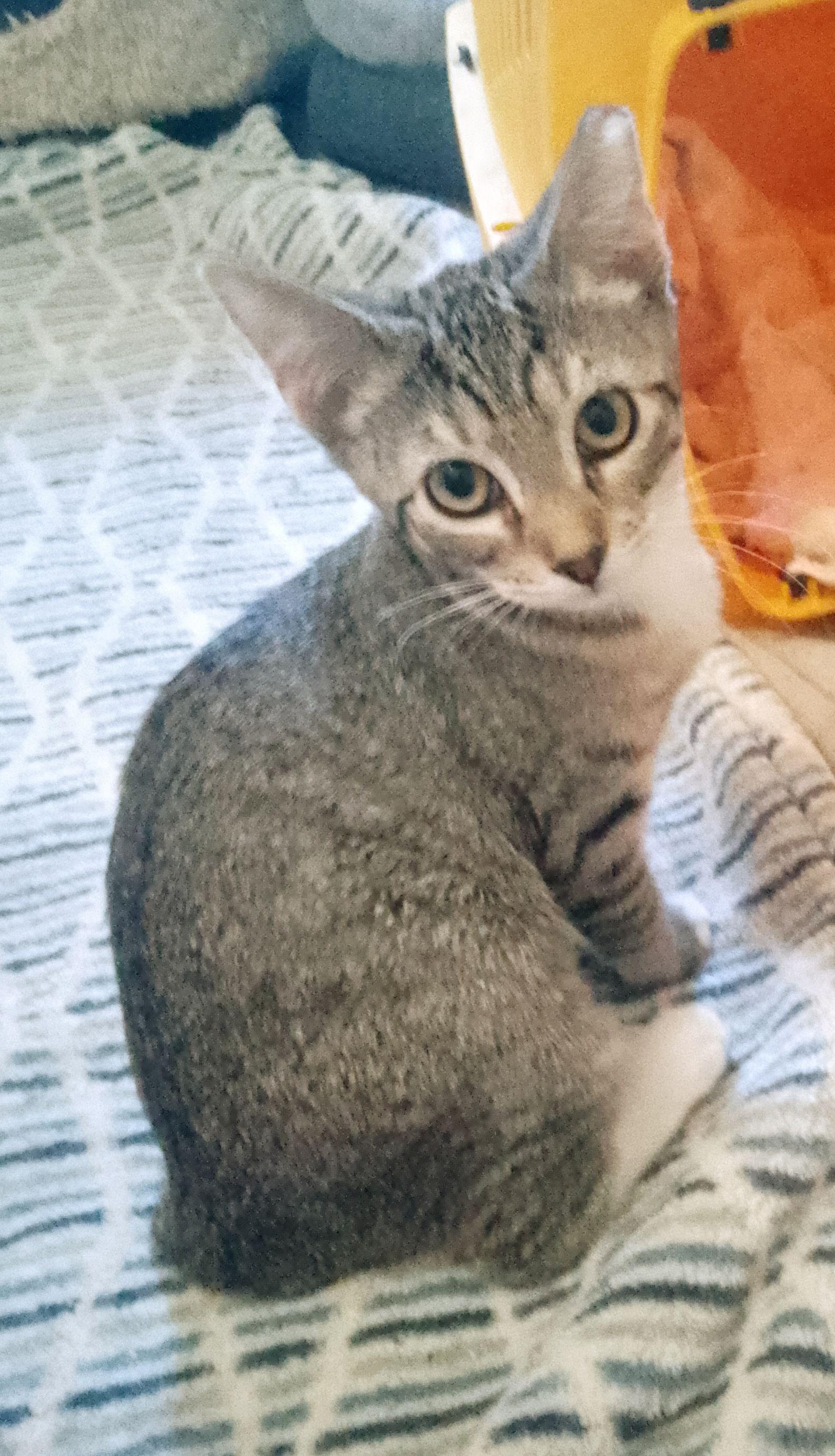 Jazzy, Adoptable, Young Female Domestic Short Hair.