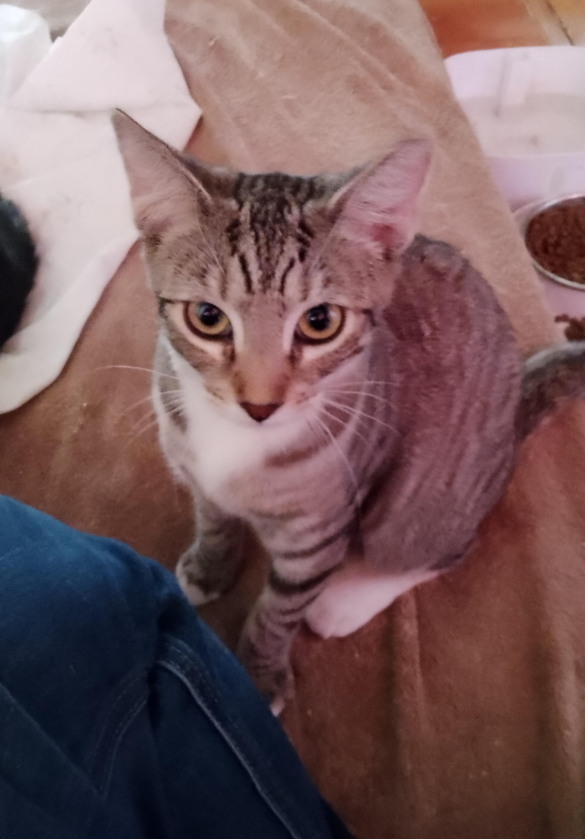 Jazzy, a Adoptable Domestic Short Hair image 2/4