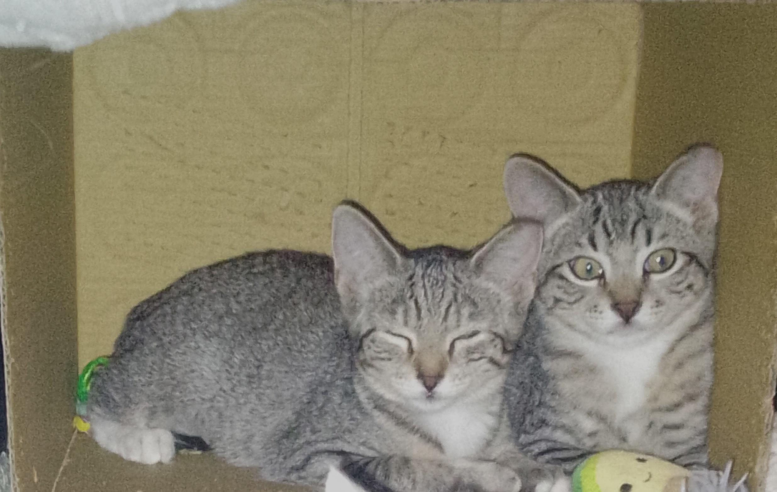 Jazzy, a Adoptable Domestic Short Hair image 3/4