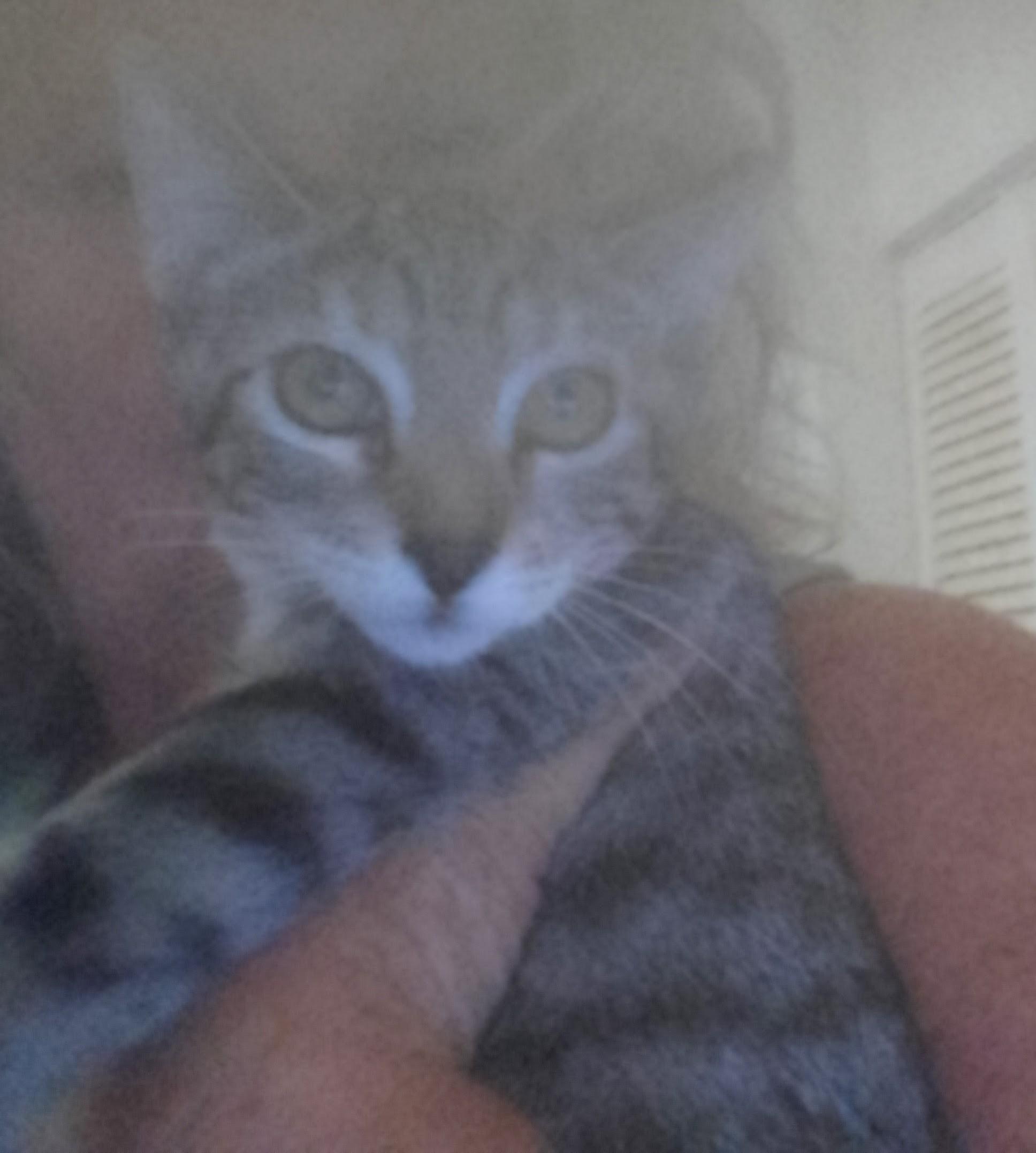 Jazzy, a Adoptable Domestic Short Hair image 4/4