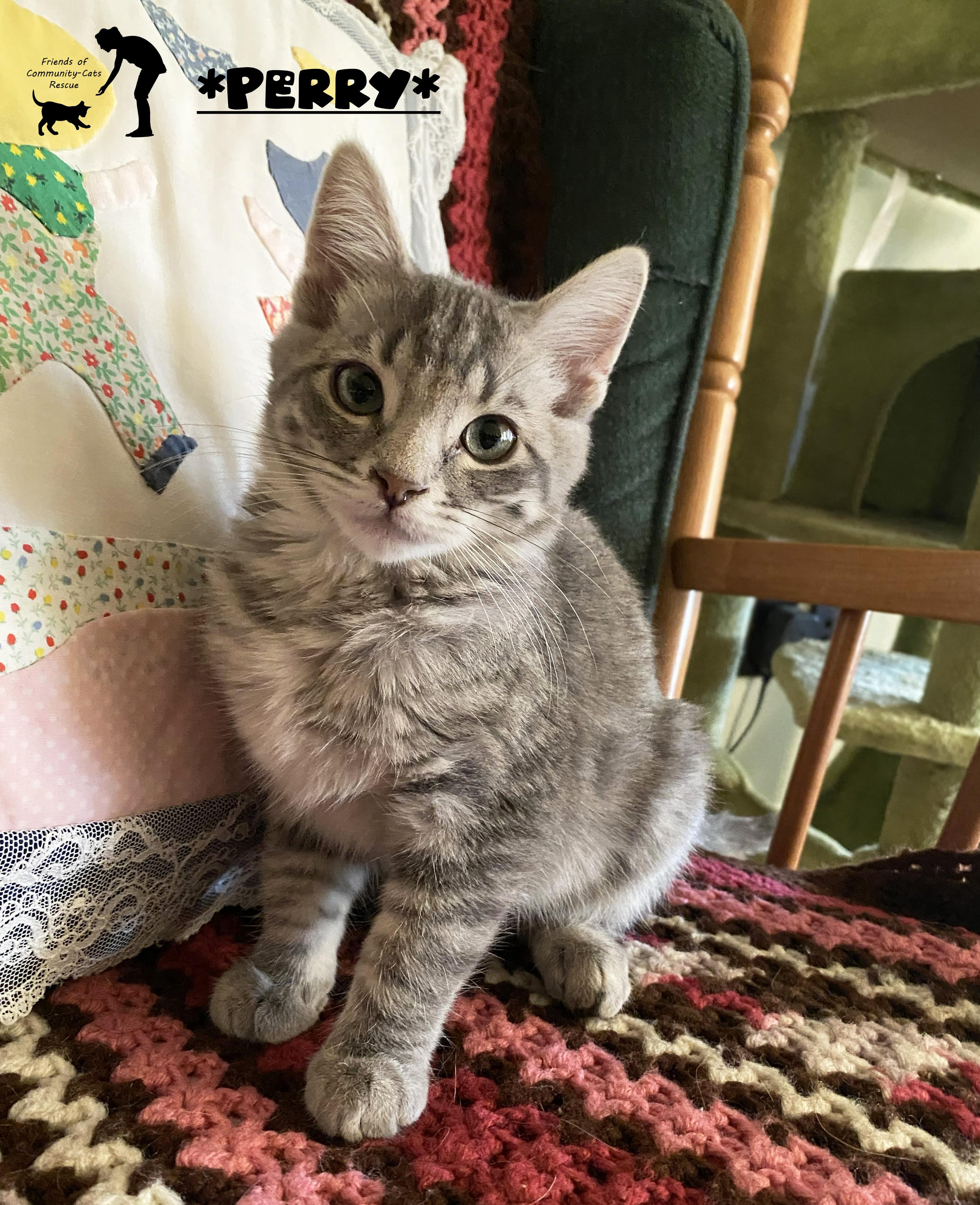 Perry, Adoptable, Kitten Female Domestic Short Hair.