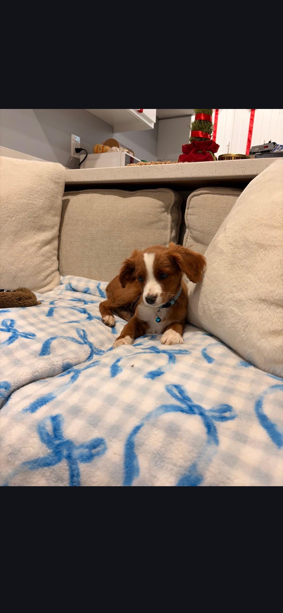 Burt, an adopted mixed breed in Torrance, CA image 3/3