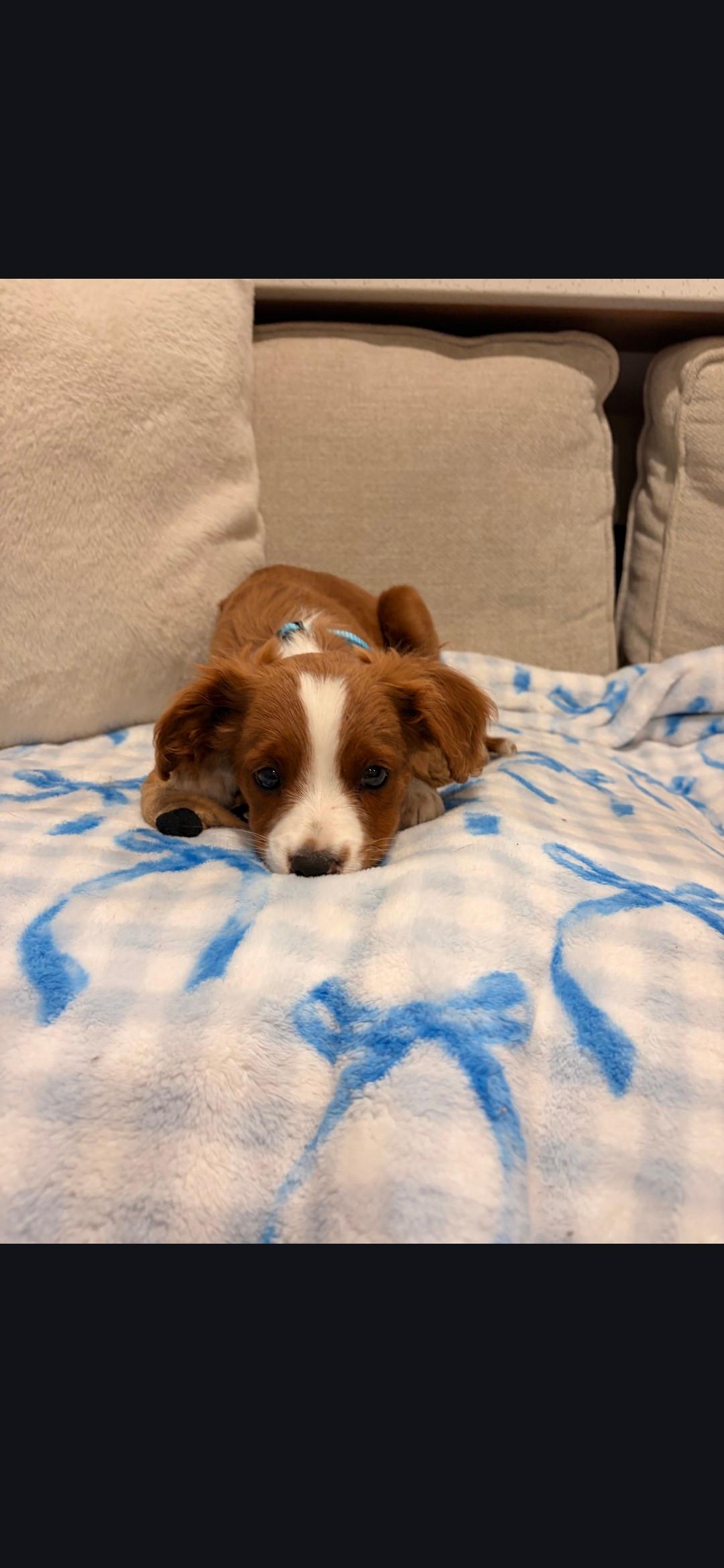 Burt, an adopted mixed breed in Torrance, CA image 2/3