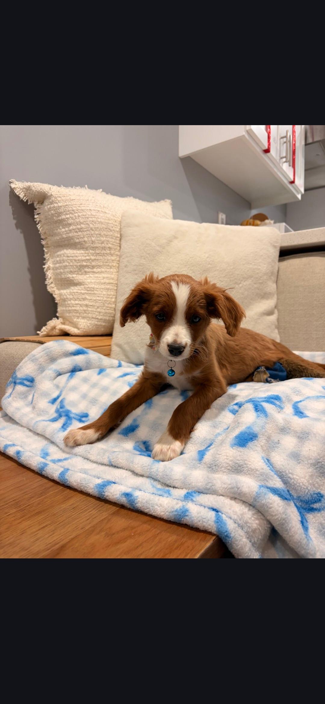 Burt, adopted, Puppy Male Cavalier King Charles Spaniel & Miniature Poodle.