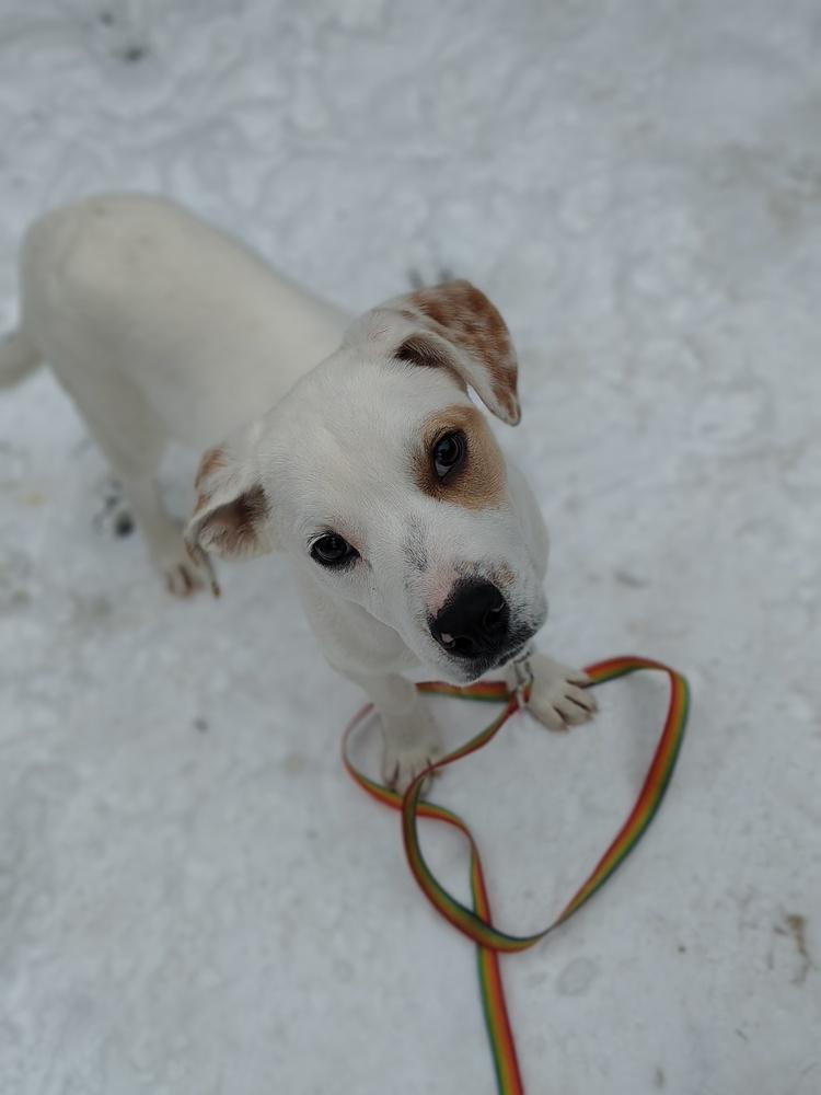 Jasper, a Adoptable mixed breed in Albany, NY image 1/6