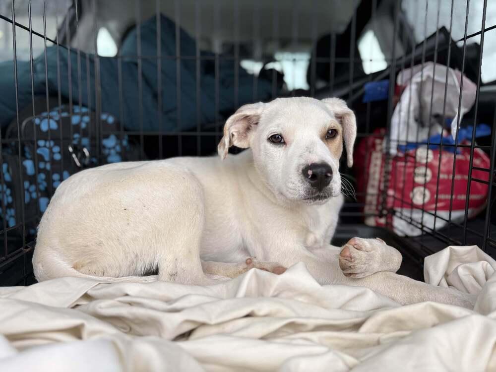 Jasper, Adoptable, Puppy Male Labrador Retriever.