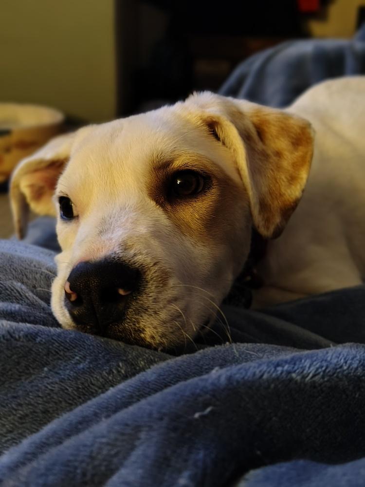 Jasper, a Adoptable mixed breed in Albany, NY image 2/6