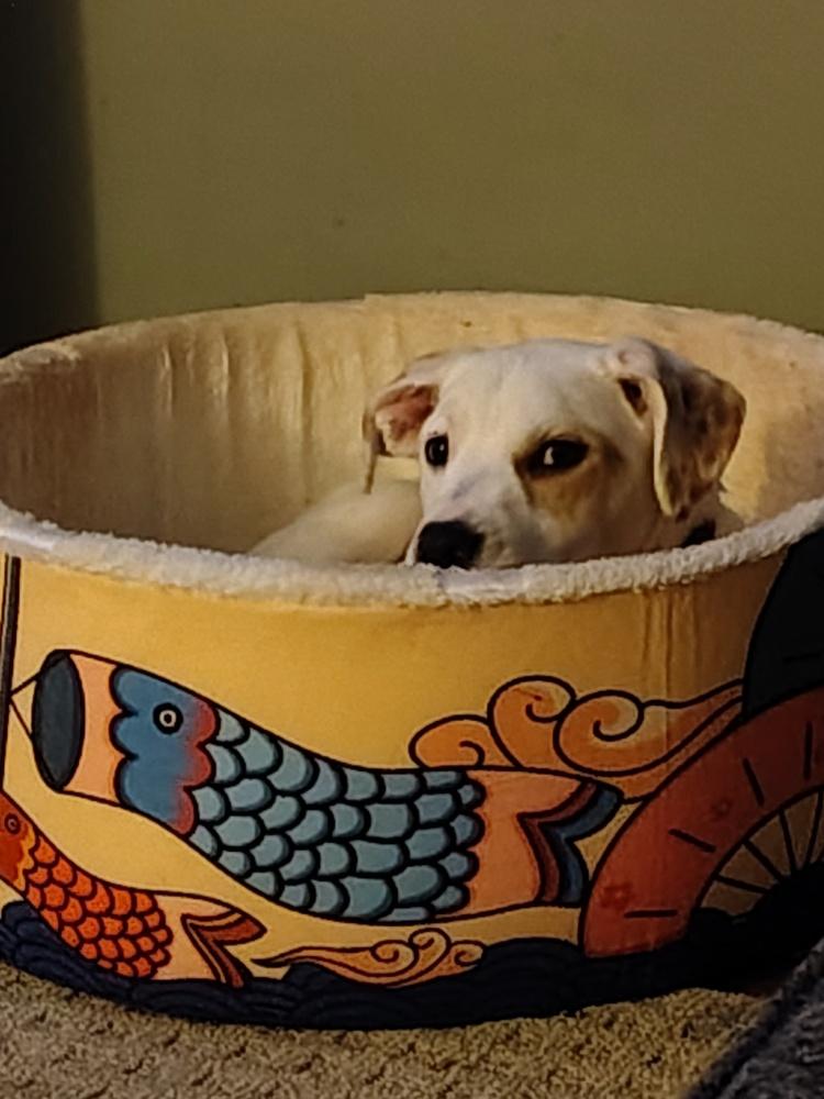 Jasper, a Adoptable mixed breed in Albany, NY image 3/6