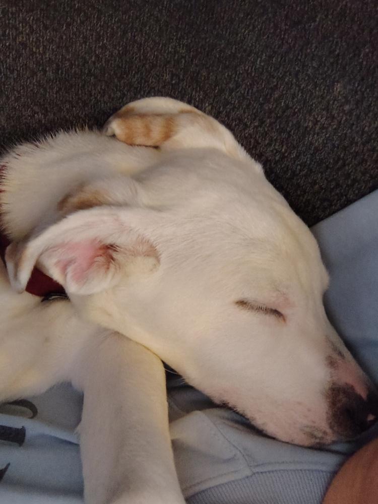 Jasper, a Adoptable mixed breed in Albany, NY image 4/6