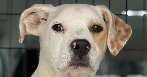 Jasper, a Adoptable mixed breed in Albany, NY image 5/6