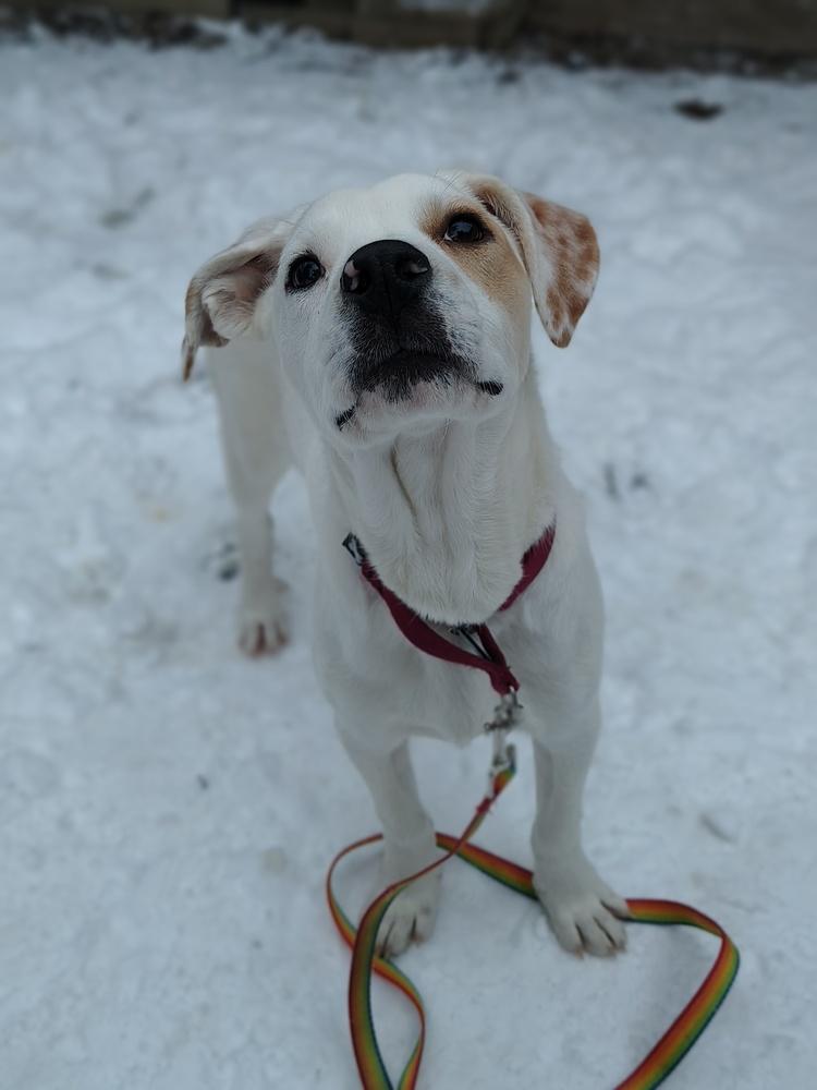 Jasper, a Adoptable mixed breed in Albany, NY image 6/6