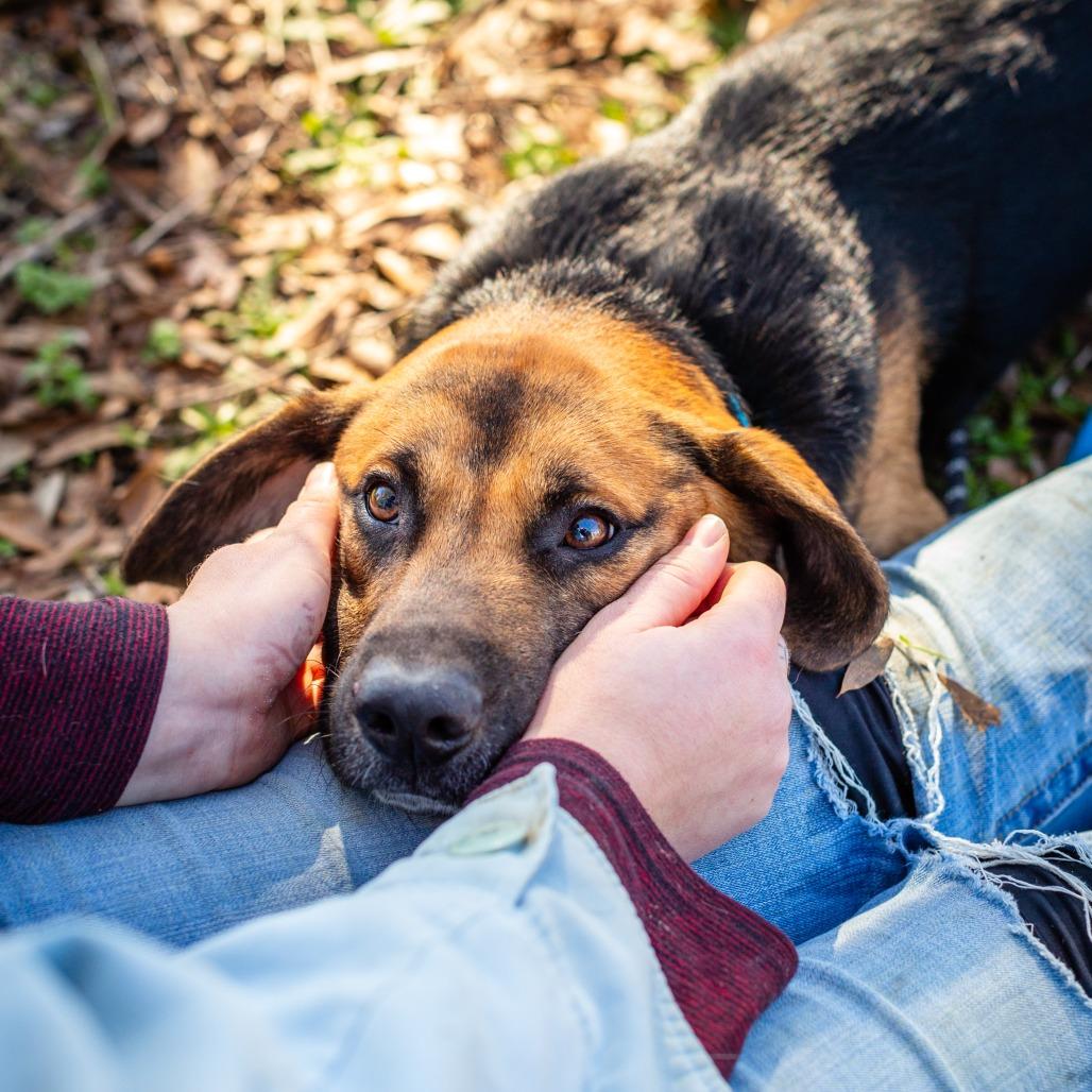 Enlarge Bisque, a Adoptable mixed breed in Hattiesburg, MS image 1/2
