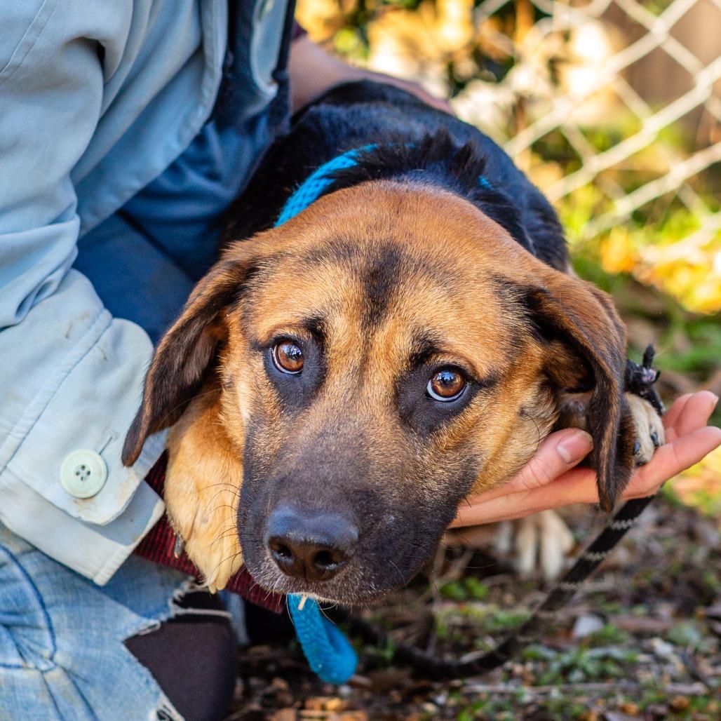 Enlarge Bisque, a Adoptable mixed breed in Hattiesburg, MS image 2/2