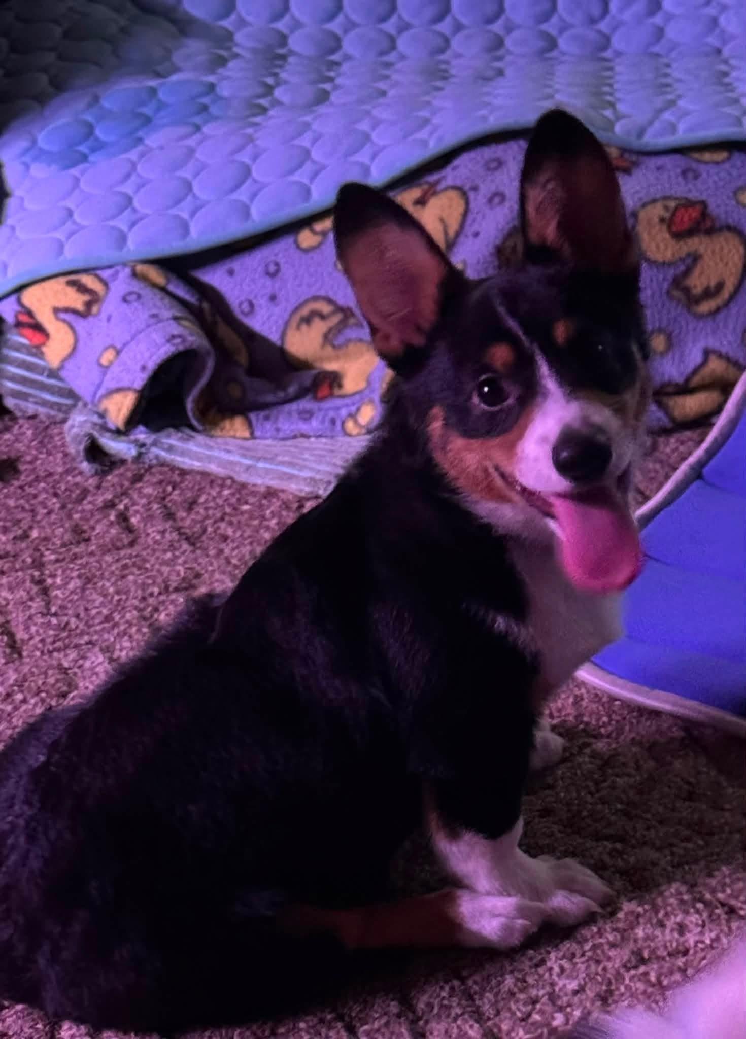 Enlarge Bert. ADOPT PENDING, a ADOPTABLE Corgi in Union Grove, WI image 2/3