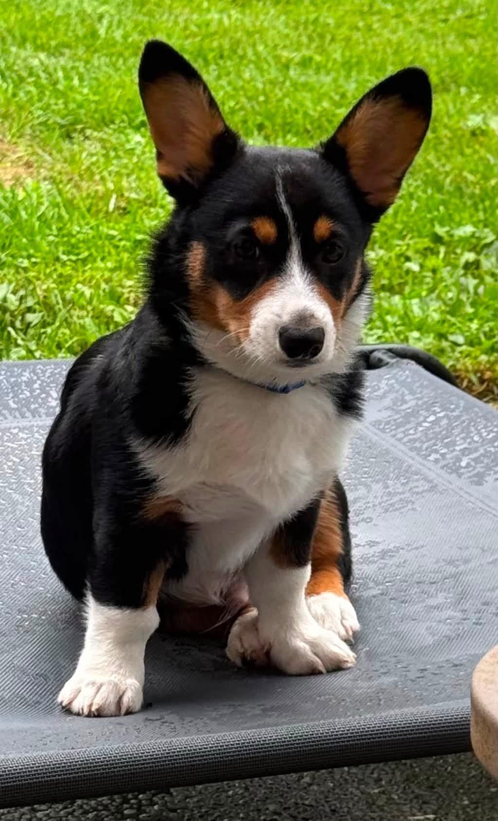 Bert. ADOPT PENDING, ADOPTABLE, Puppy Male Corgi.