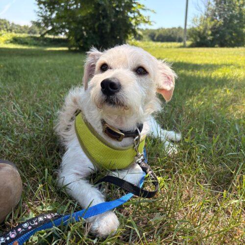 Wilbur, Adoptable, Young Male Chihuahua & Cockapoo.
