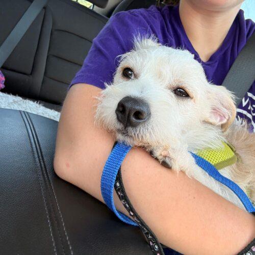 Enlarge Wilbur, a Adoptable mixed breed in Vienna, ON image 2/5