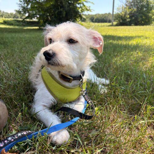 Enlarge Wilbur, a Adoptable mixed breed in Vienna, ON image 3/5