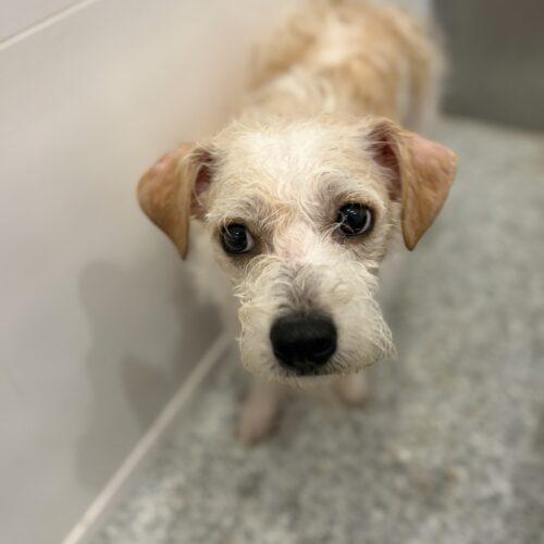 Enlarge Wilbur, a Adoptable mixed breed in Vienna, ON image 4/5