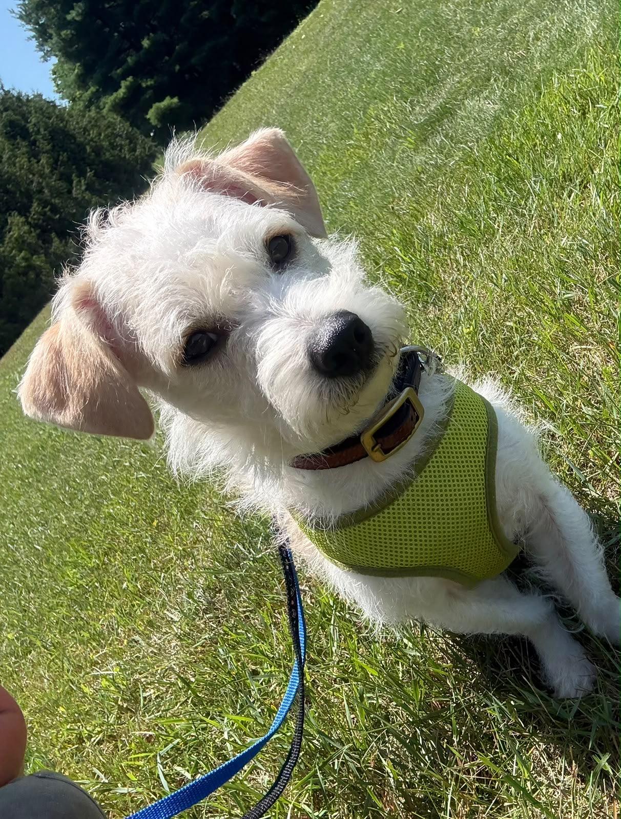 Enlarge Wilbur, a Adoptable mixed breed in Vienna, ON image 5/5