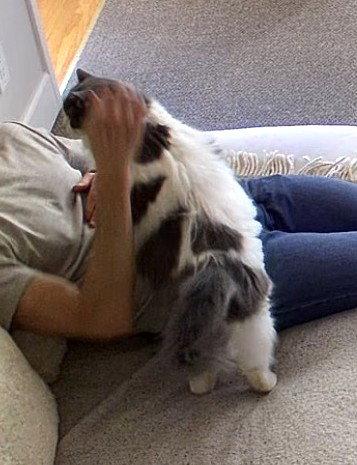 Enlarge Gumbo, a Adopted Domestic Medium Hair in Oakland, CA image 2/3