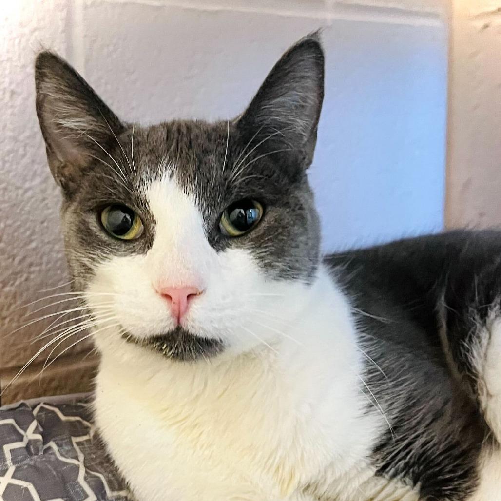 Niko, Adoptable, Young Male Domestic Short Hair.