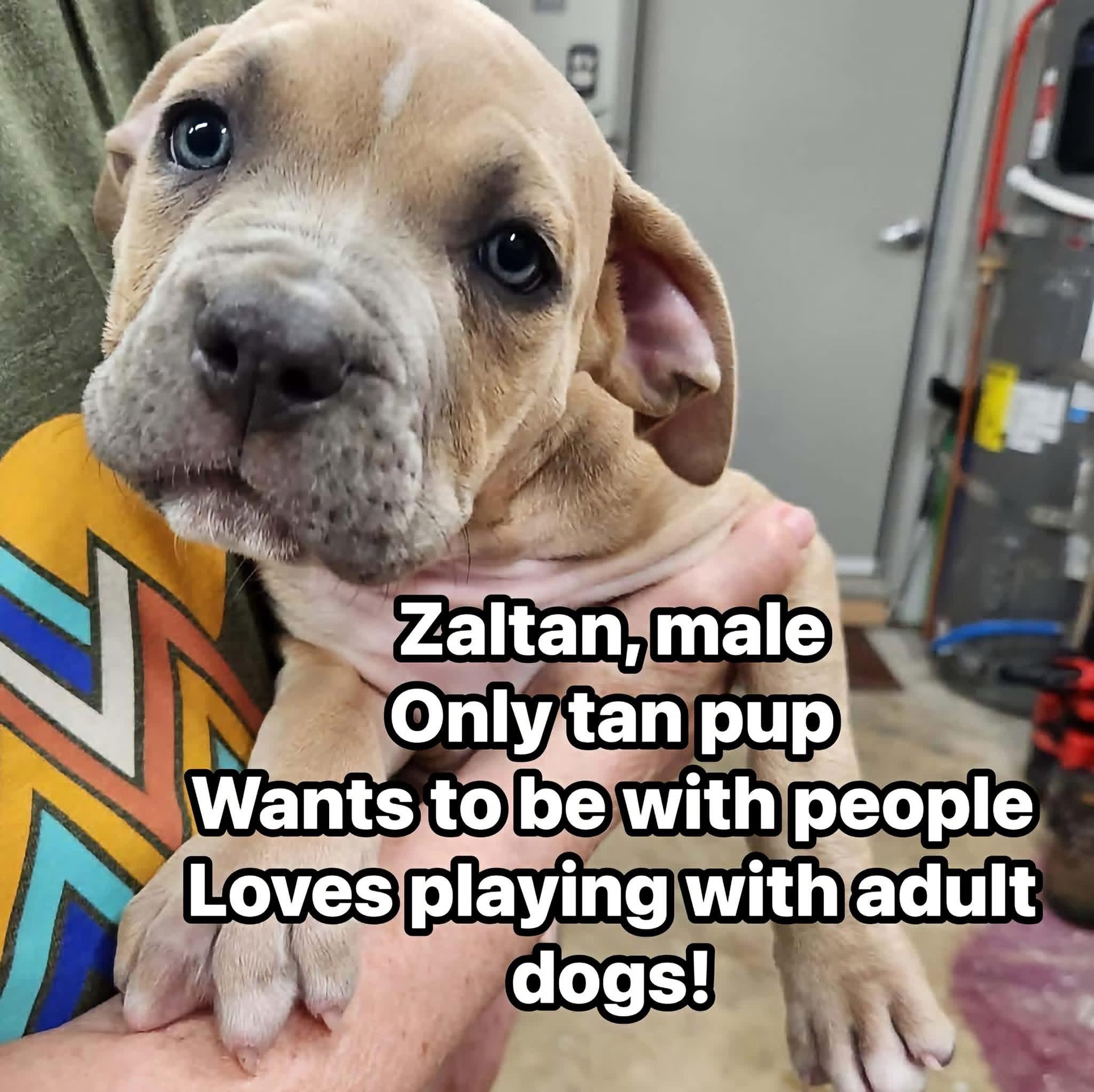 Zaltan, adopted, Puppy Male Pit Bull Terrier.