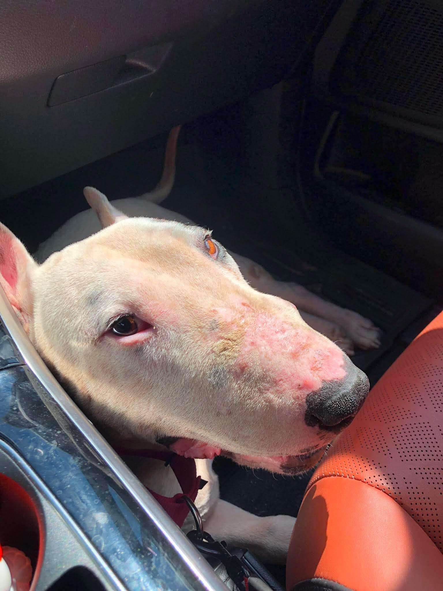 26-060 Bruno, Adoptable, Senior Male Bull Terrier.
