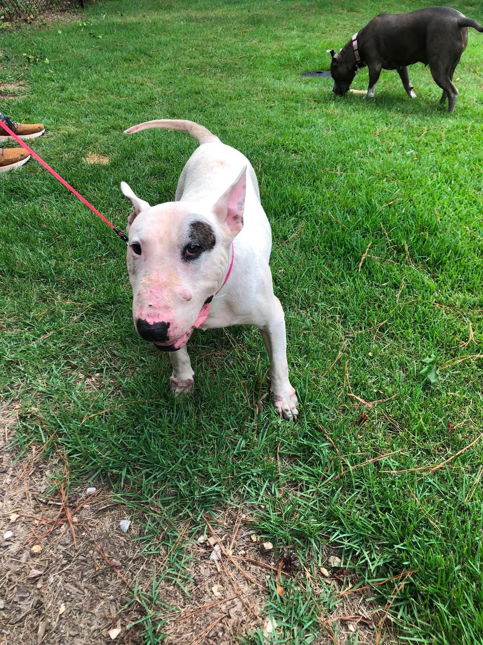 26-060 Bruno, a Adoptable Bull Terrier in New York, NY image 2/5