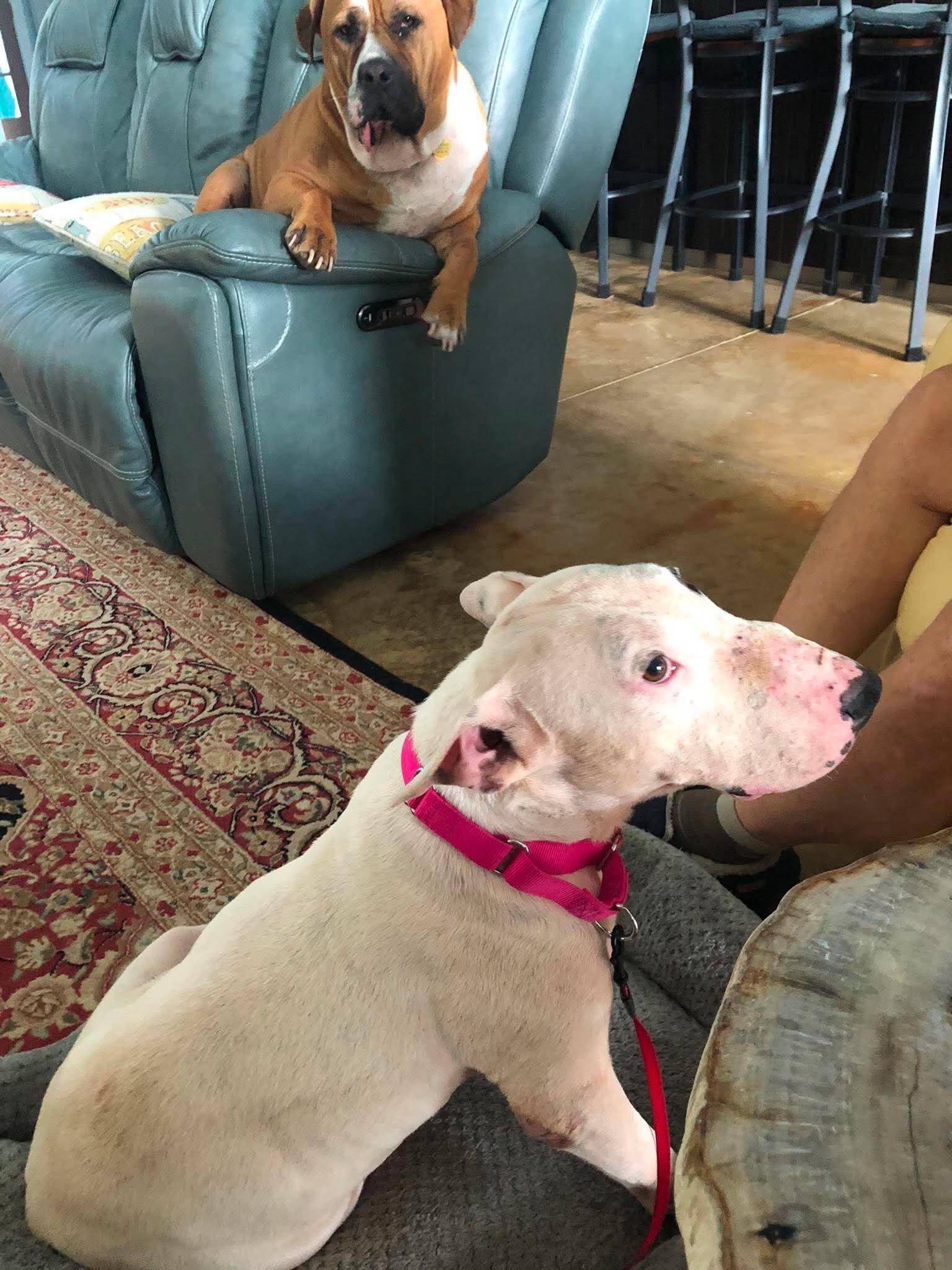 26-060 Bruno, a Adoptable Bull Terrier in New York, NY image 5/5