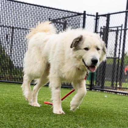 Grizz, Adoptable, Adult Male Great Pyrenees & Mixed Breed.
