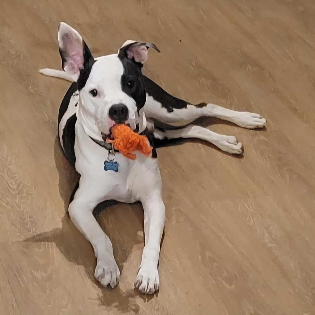 Enlarge Jersey, a Adoptable mixed breed in Houston, TX image 1/6