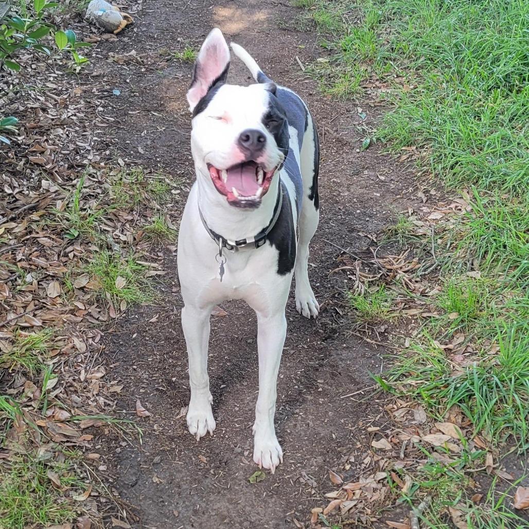 Enlarge Jersey, a Adoptable mixed breed in Houston, TX image 2/6