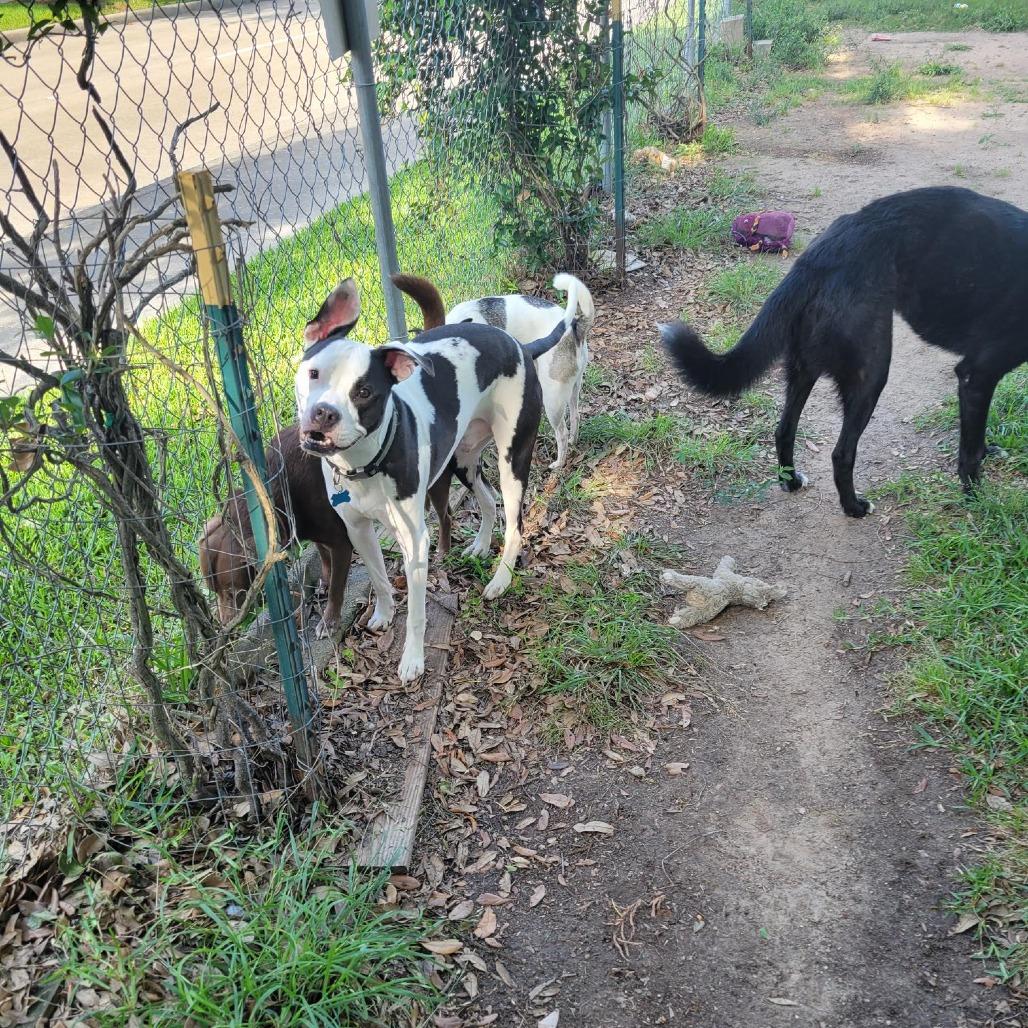 Enlarge Jersey, a Adoptable mixed breed in Houston, TX image 3/6