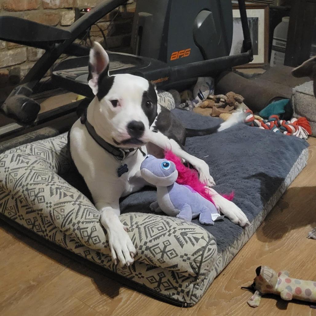 Enlarge Jersey, a Adoptable mixed breed in Houston, TX image 4/6