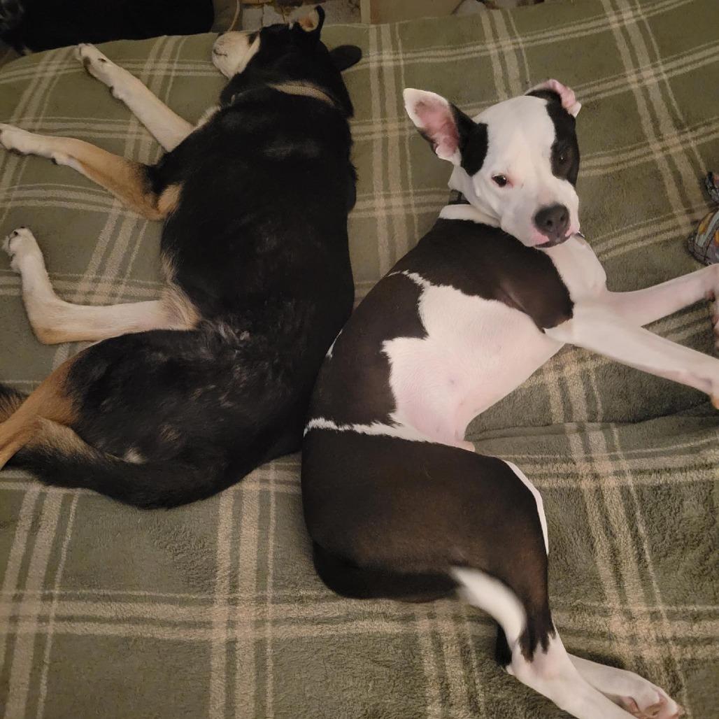 Enlarge Jersey, a Adoptable mixed breed in Houston, TX image 5/6