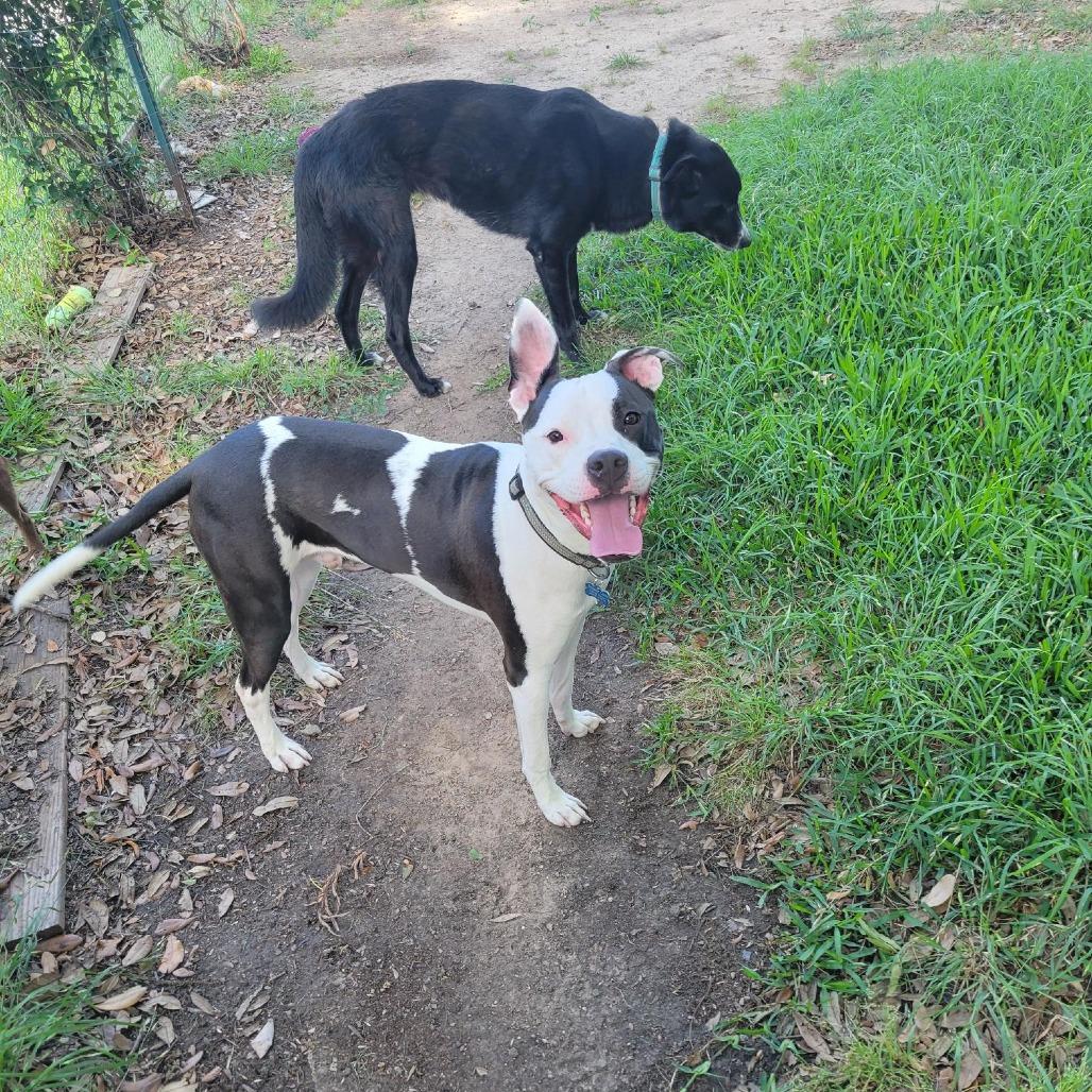 Enlarge Jersey, a Adoptable mixed breed in Houston, TX image 6/6