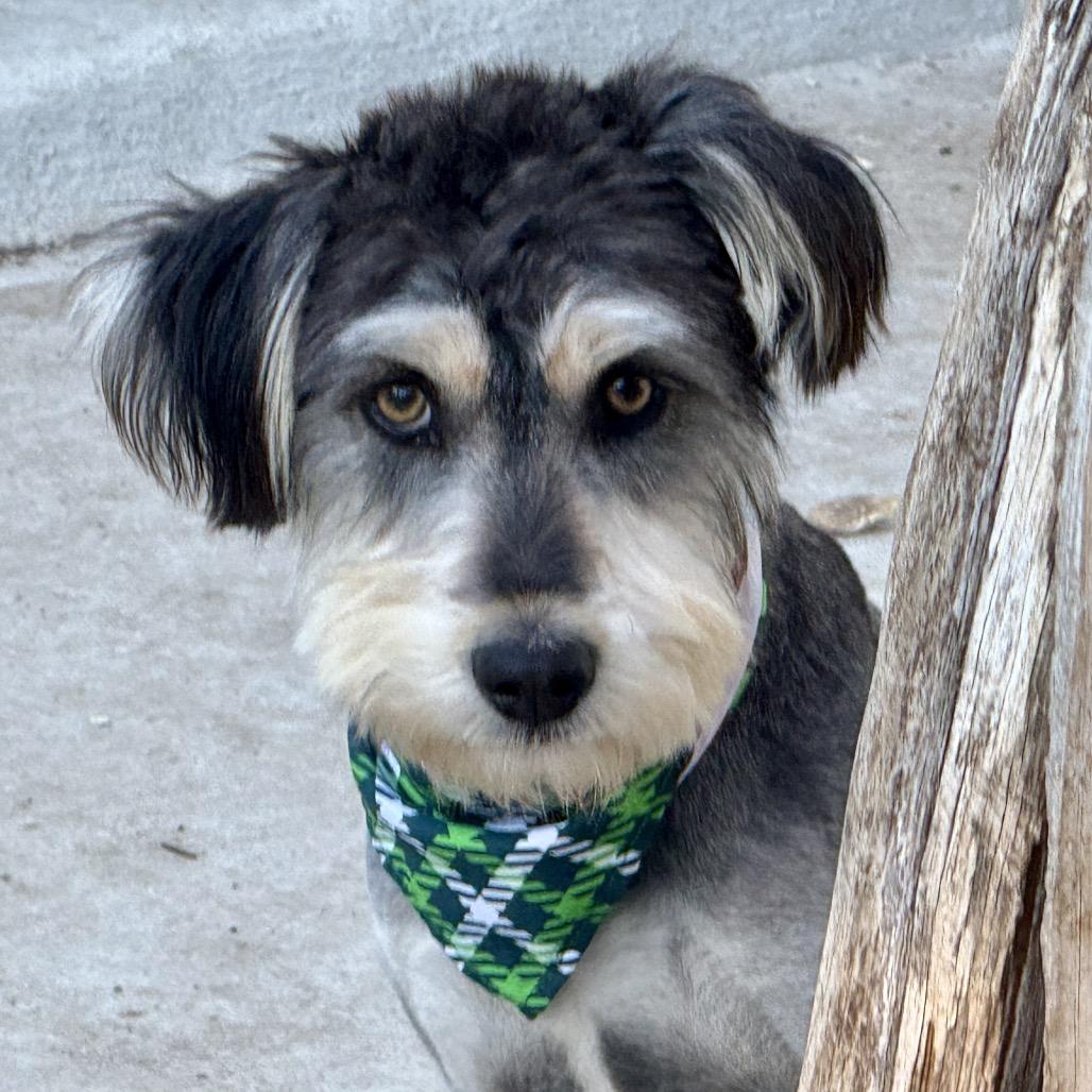 Bear, a Adoptable mixed breed in St Augustine, FL image 1/4