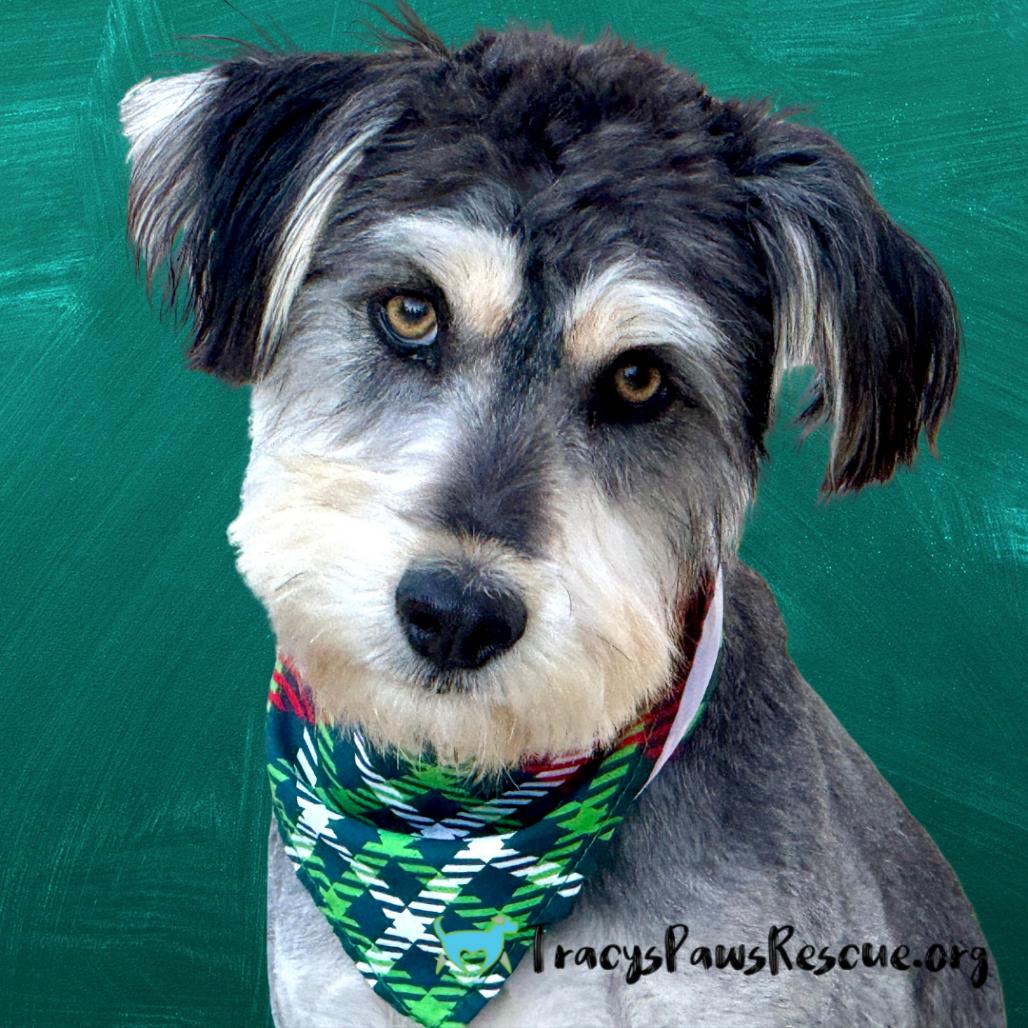 Bear, a Adoptable mixed breed in St Augustine, FL image 2/4