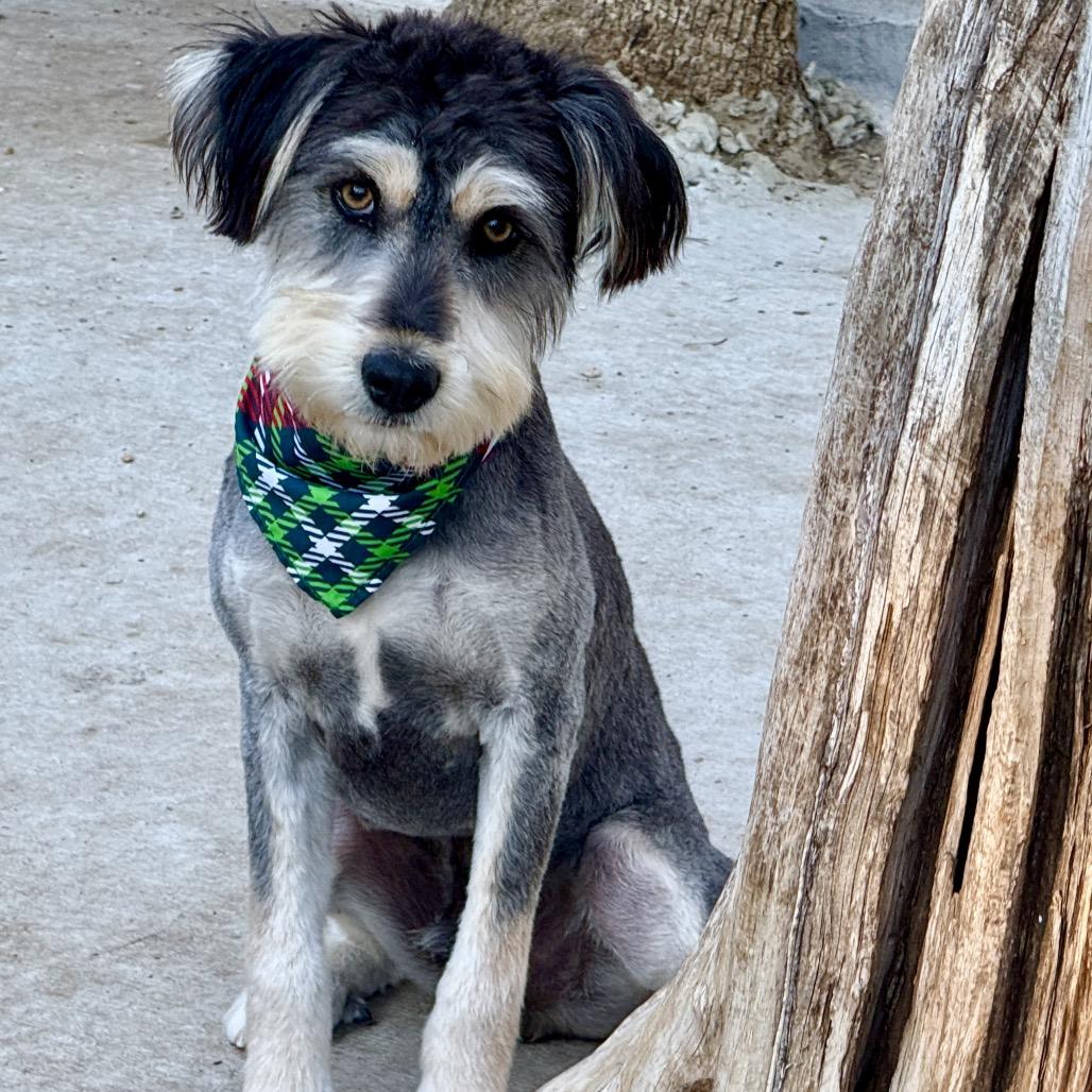 Bear, a Adoptable mixed breed in St Augustine, FL image 3/4