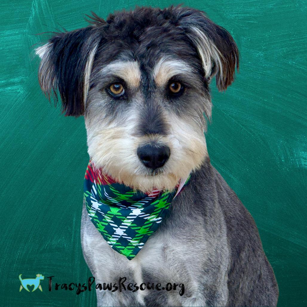 Bear, a Adoptable mixed breed in St Augustine, FL image 4/4