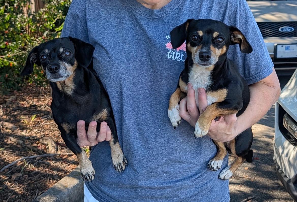 Rosie (Bonded with Ruby) photo