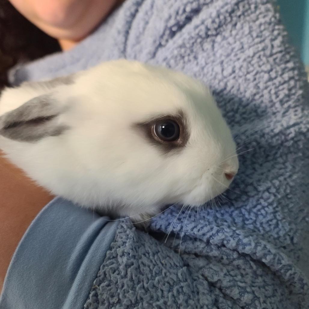 Tinky photo