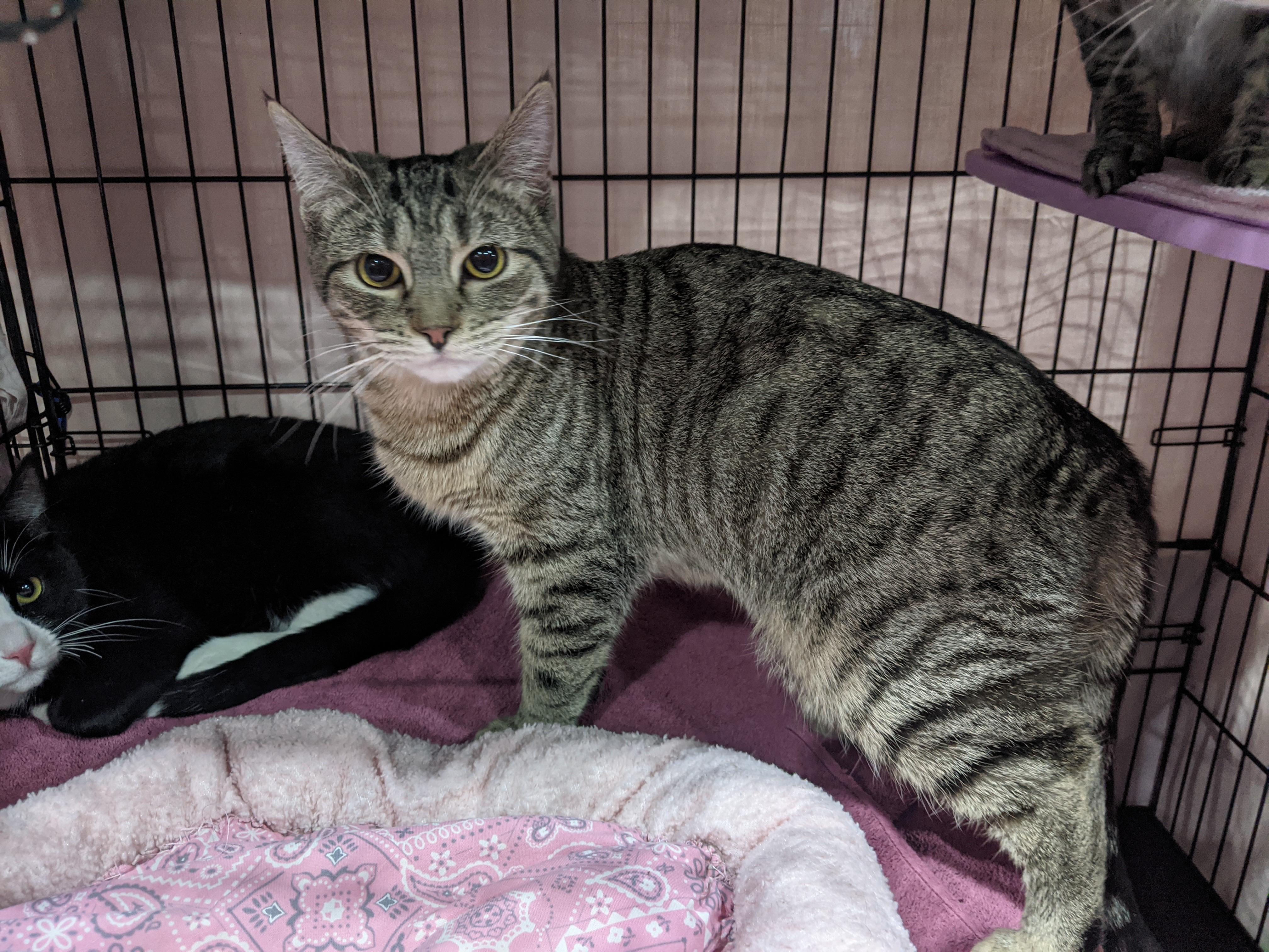 Mindy, a Adoptable mixed breed in Albuquerque, NM image 2/4