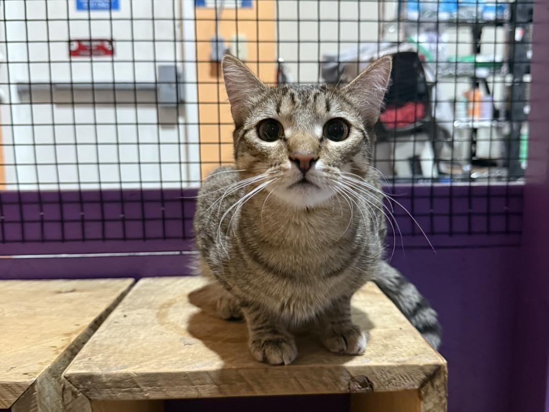 Mindy, an adoptable Domestic Short Hair, Tabby in Albuquerque, NM, 87199 | Photo Image 4