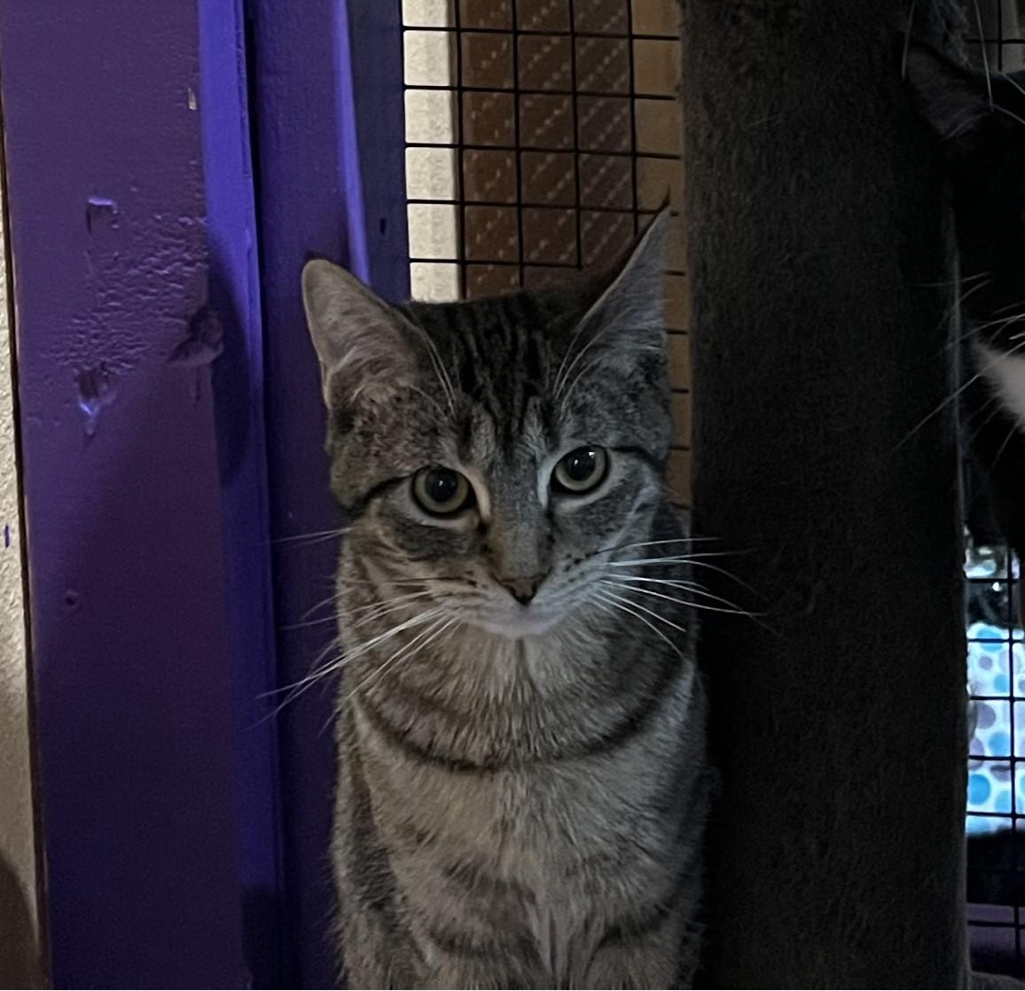 Mindy, a Adoptable mixed breed in Albuquerque, NM image 4/4