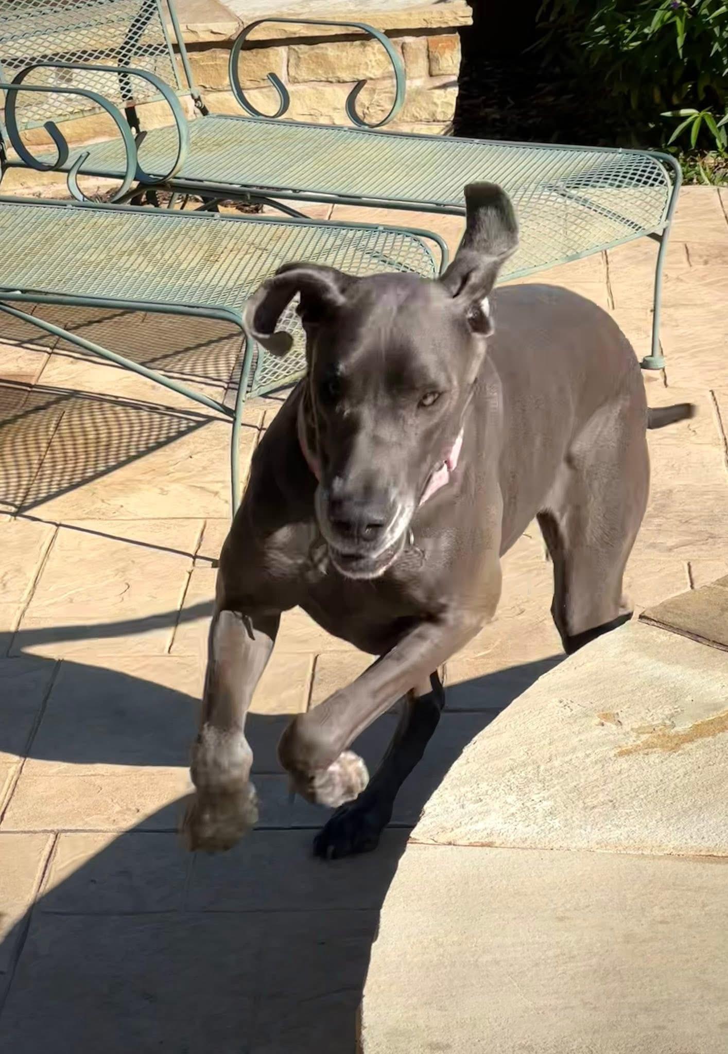 Nala, a ADOPTABLE Great Dane in Carrollton, TX image 4/6