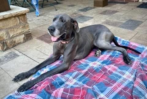 Nala, a ADOPTABLE Great Dane in Carrollton, TX image 6/6