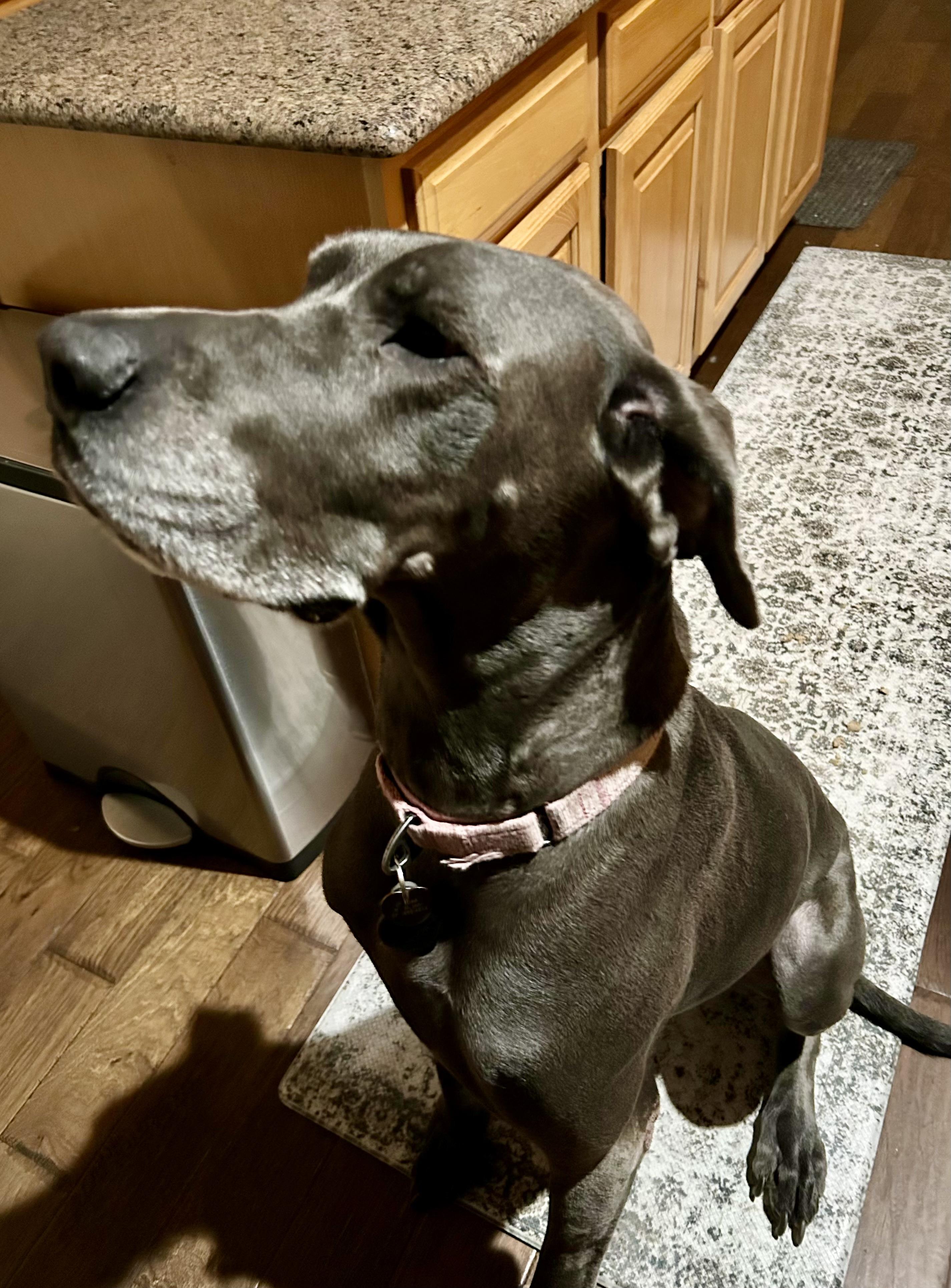 Nala, a ADOPTABLE Great Dane in Carrollton, TX image 1/6